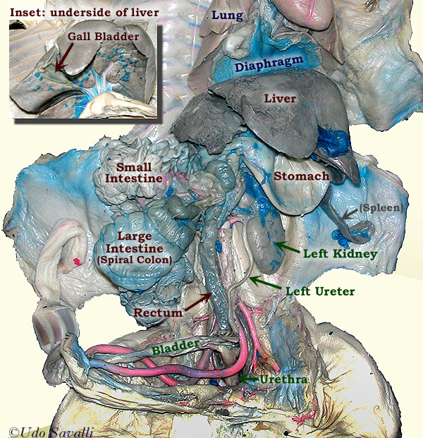 Posterior pig labeled