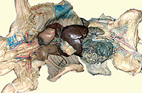 Pig dissection