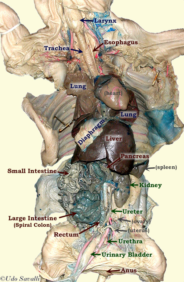 pig torso labeled
