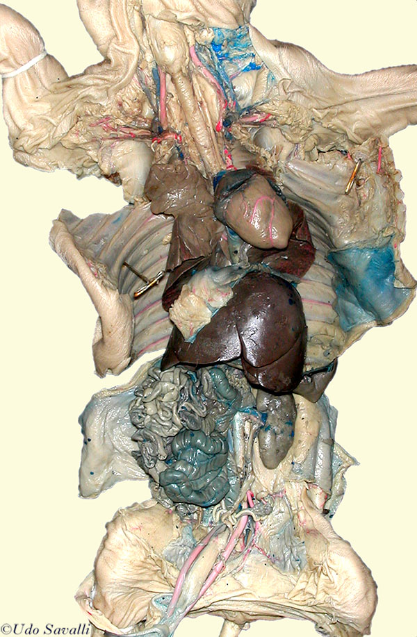 pig torso plain