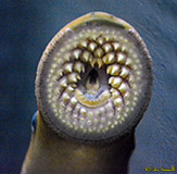 Sea Lamprey Mouth