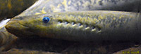 Sea Lamprey