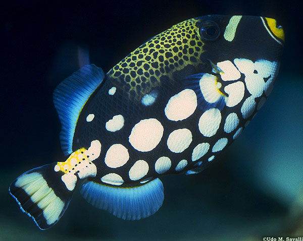 clown triggerfish