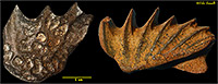 Lungfish toothplates