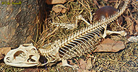Tuatara Skeleton