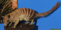 Numbat Taxidermy Mount