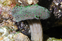 Lime-green Toadstool Leather Coral