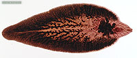 schistosome fluke worm in ca