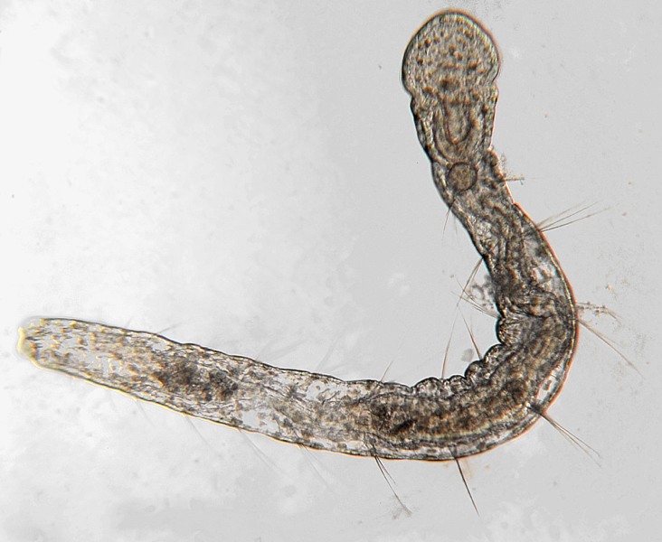 Активный червь. Aeolosoma hemprichi. Aelosoma Малощетинковые черви. Aelosoma Tenebrarum. Малощетинковые черви активного ила.