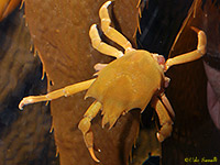 Shield-backed Kelp Crab