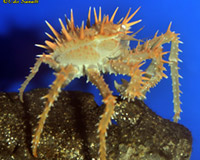 Calif King Crab