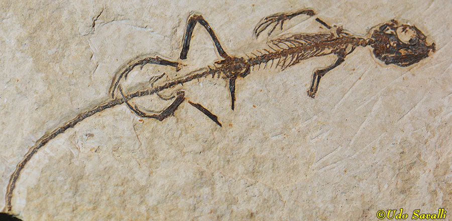 Afairiguana