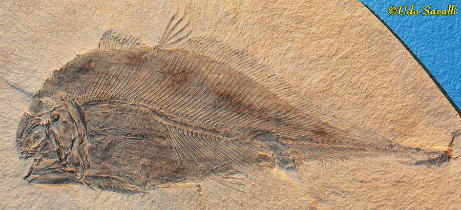 Allenypterus