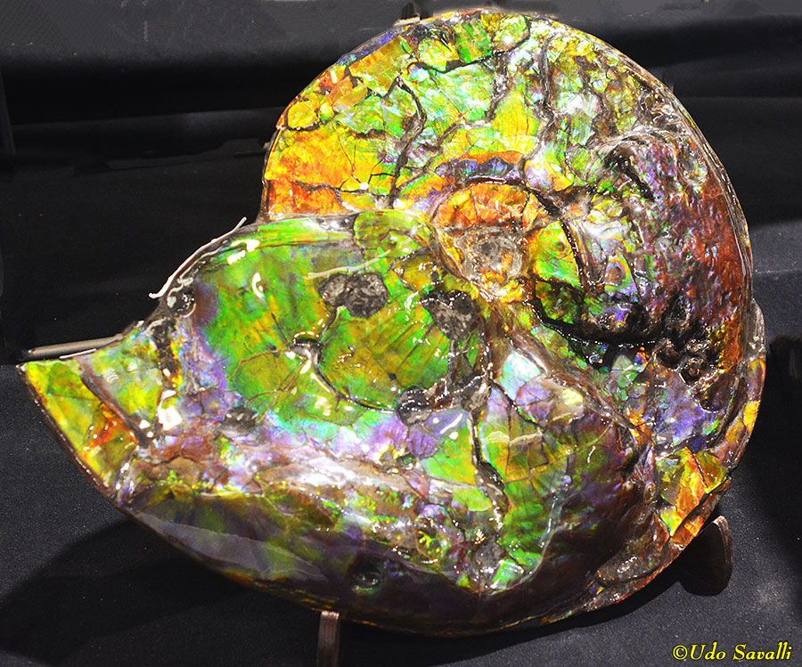 Placenticeras Ammolite