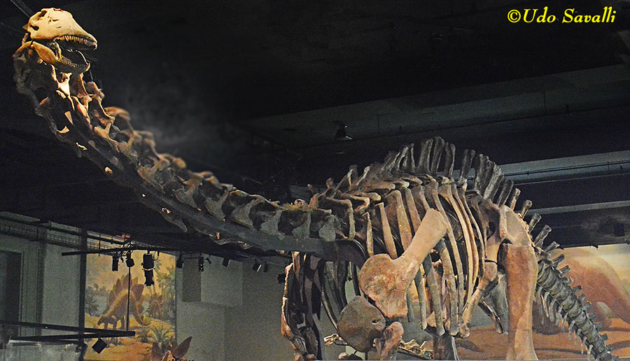 Apatosaurus