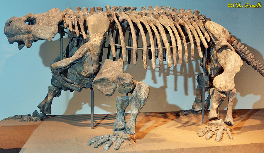 Bradysaurus