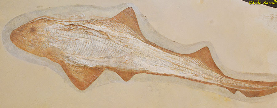 Cantioscyllium
