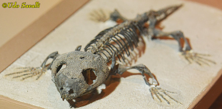 Captorhinus