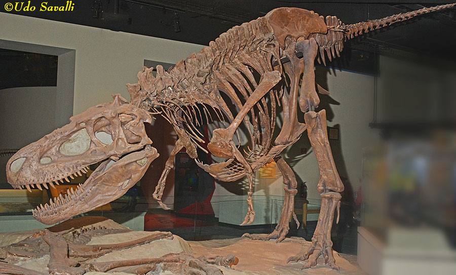 Daspletosaurus