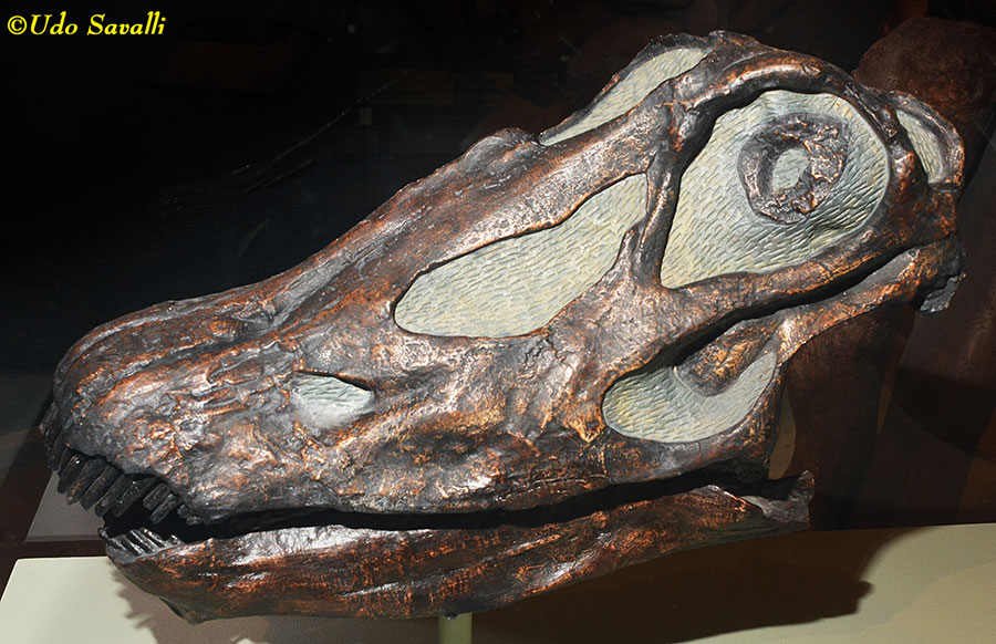 Diplodocus skull