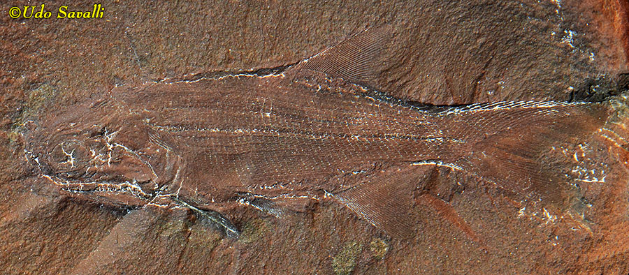 Elonichthys