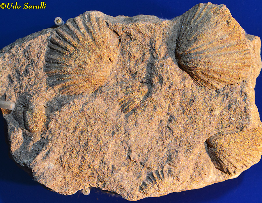 brachiopods