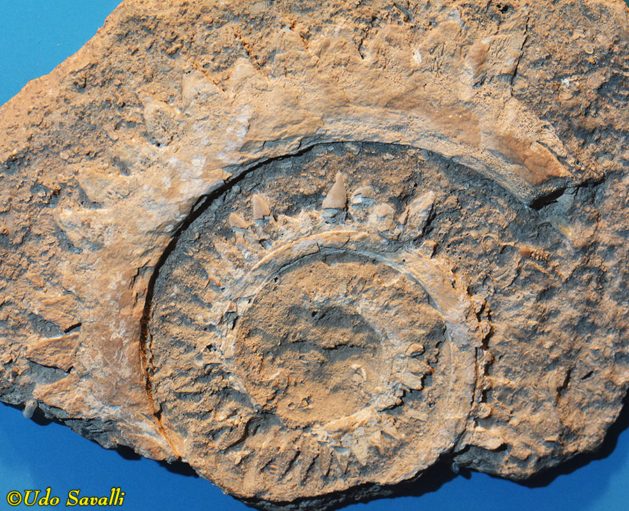 Helicoprion tooth whorl