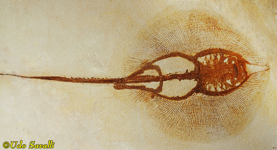 Heliobatis