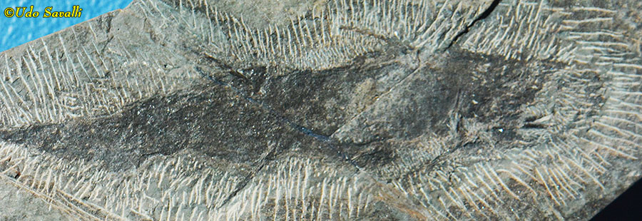 Ischnacanthus