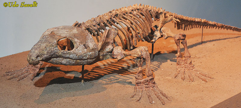 Labidosaurus