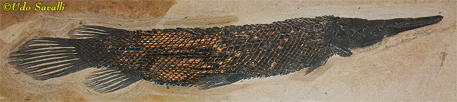 Lepisosteus Holotype