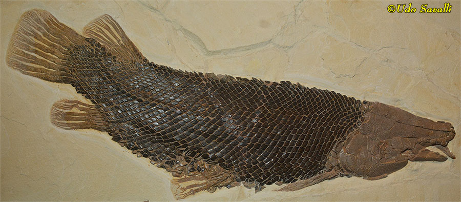 Masillosteus
