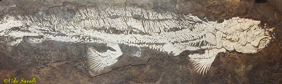 Orthocanthus