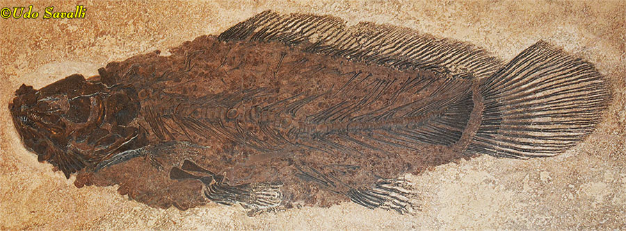 Paramiatus