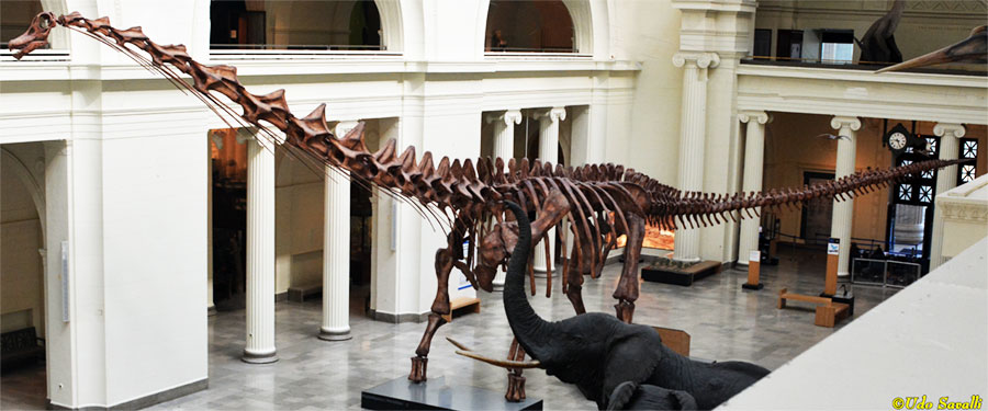 Patagotitan