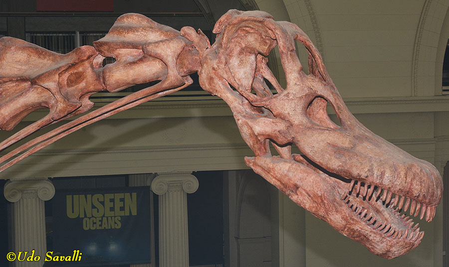 Patagotitan head