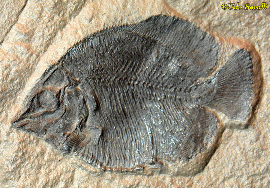 Platysomus
