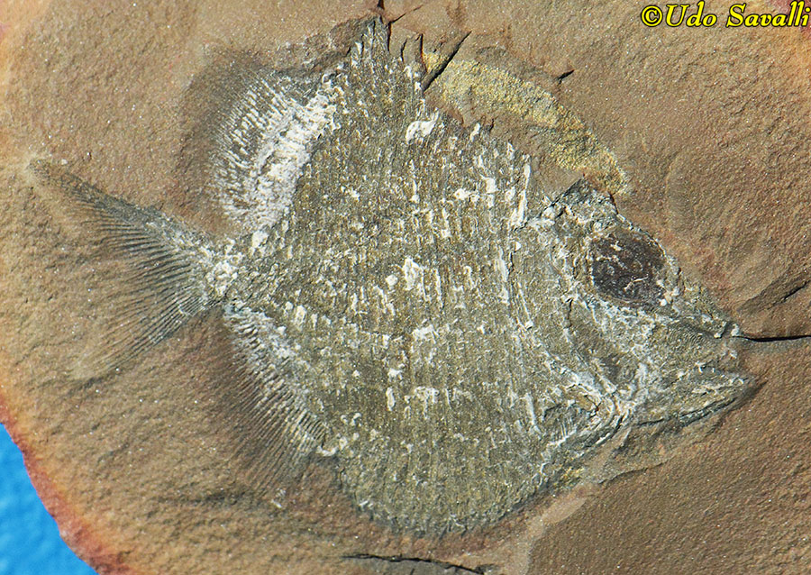 Platysomus
