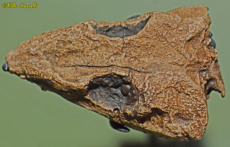 Protorothyris