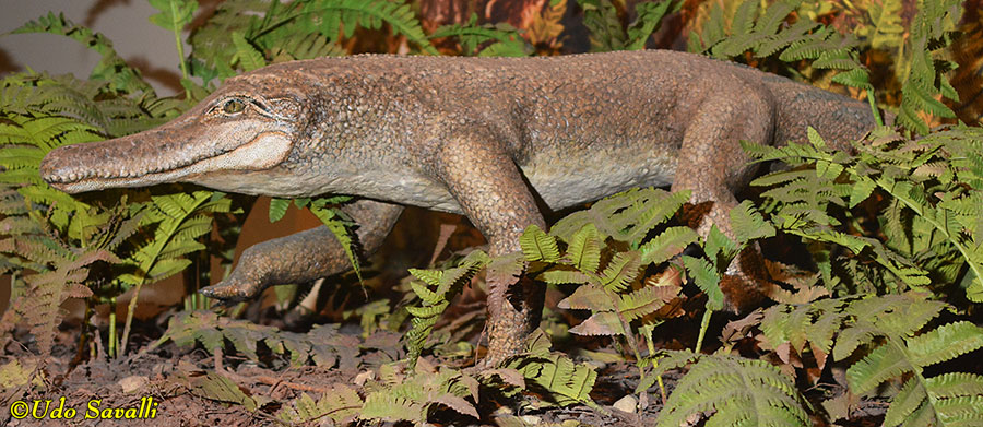 Pseudochampsa Model