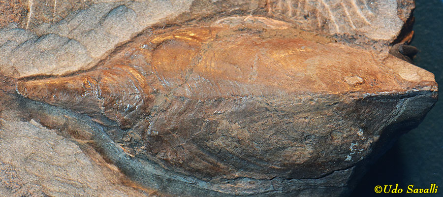 Pteraspis