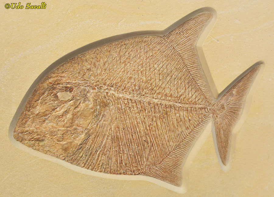 unid. Pycnodont