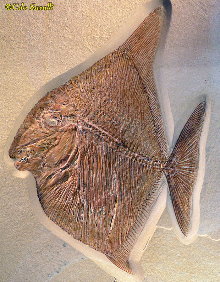 unid. Pycnodont