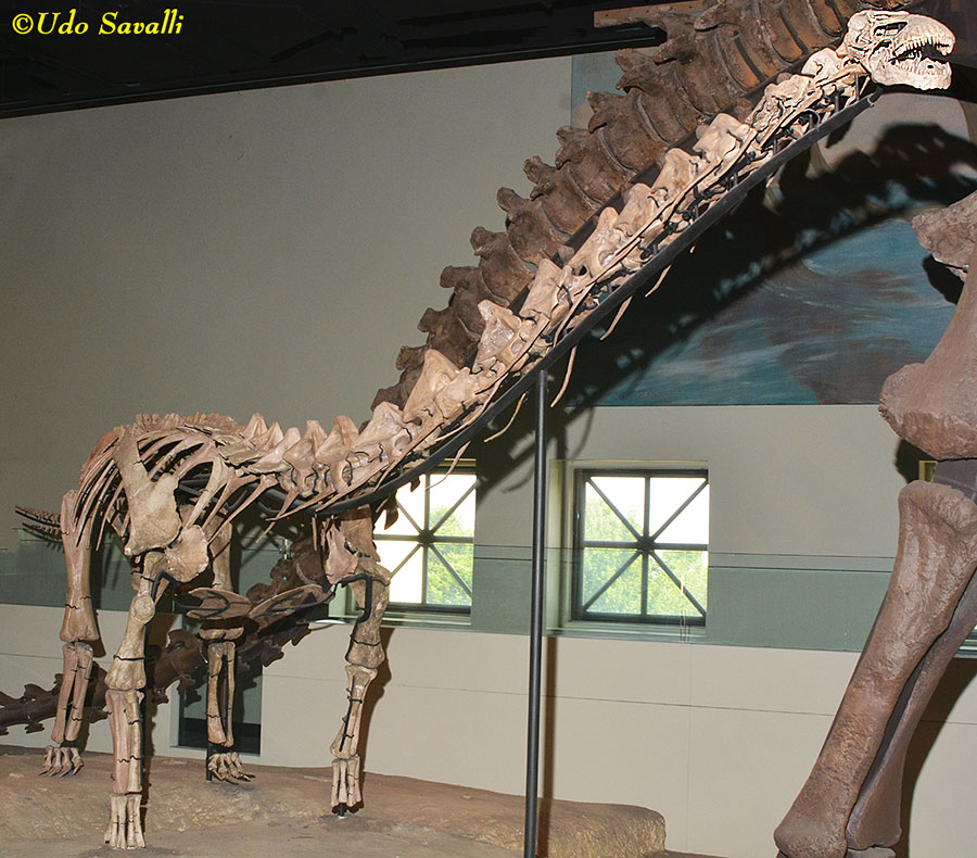 Rapetosaurus
