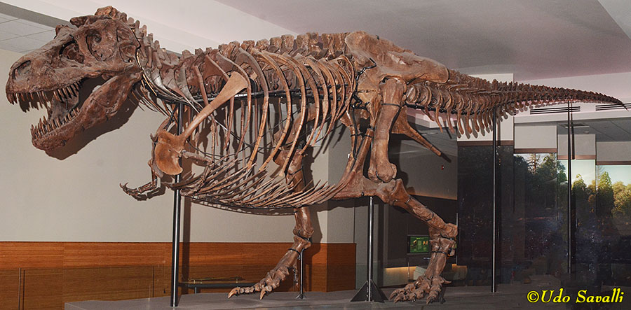 Tyrannosaurus Sue